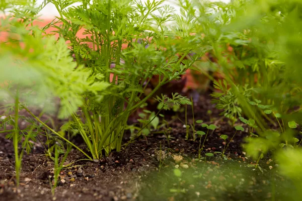 Close-up of fennel plants in soil, Freepik.