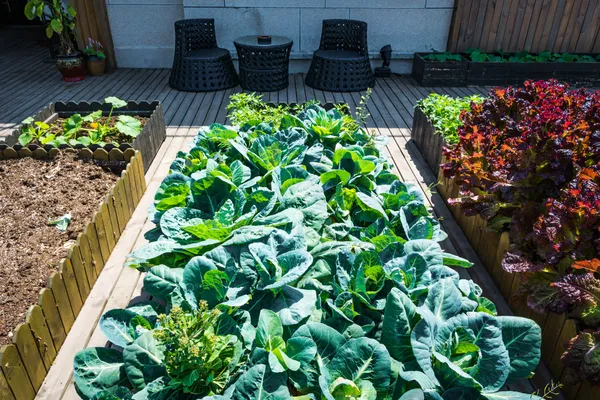 Edible garden in raised beds, Freepik.