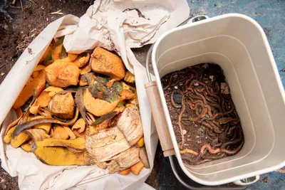 Vermicompost AKA compost with worms in an apartment: a beginner's guide to indoor worm compost