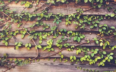 How to build a DIY vertical garden wall for privacy & greenery