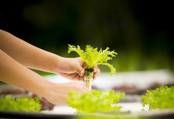 Hands & lettuce in hydroponic cultivation, Pixabay.