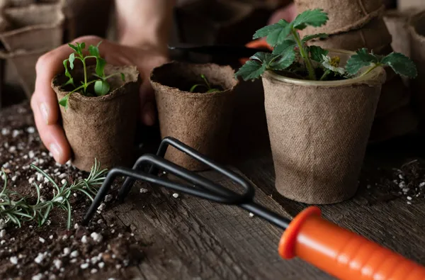 Hands with claw rake and peat pots, Freepik.