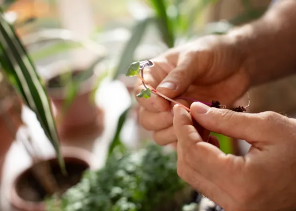 Man holding microgreen seedling, Freepik.