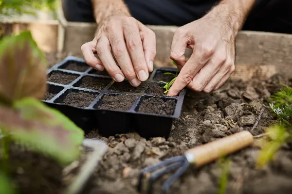 Man planting seedling into raised bed, Freepik.