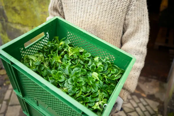 Person with 2 plastic crates of valerian salad, Unsplash.