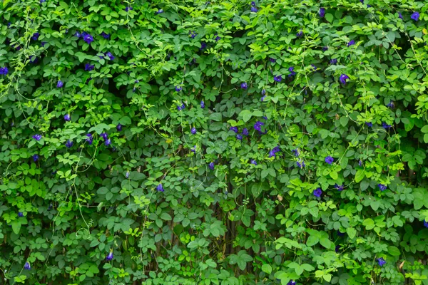 Purple flower climbing plant on wall, Freepik.