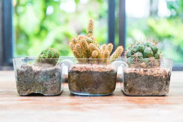 Repurposed glass container with 3 succulents, Freepik.