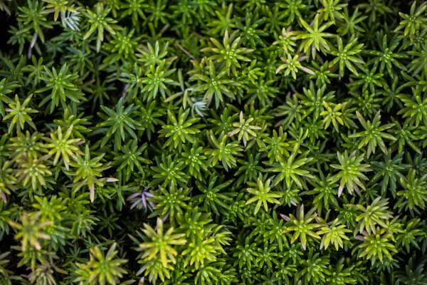 Succulent green wall, Freepik.