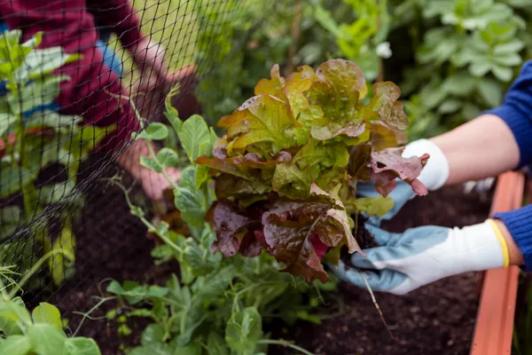 Woman and man doing edible container gardening, Freepik.