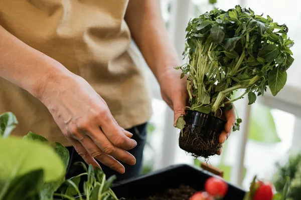 Woman holding basil plant indoors, Freepik.