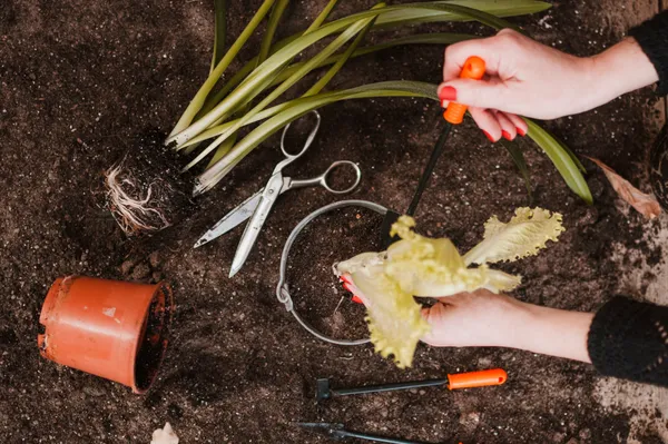Woman tranplanting lettuce, Freepik.